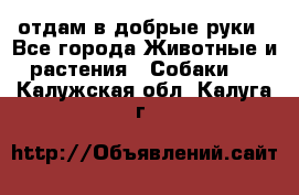 отдам в добрые руки - Все города Животные и растения » Собаки   . Калужская обл.,Калуга г.